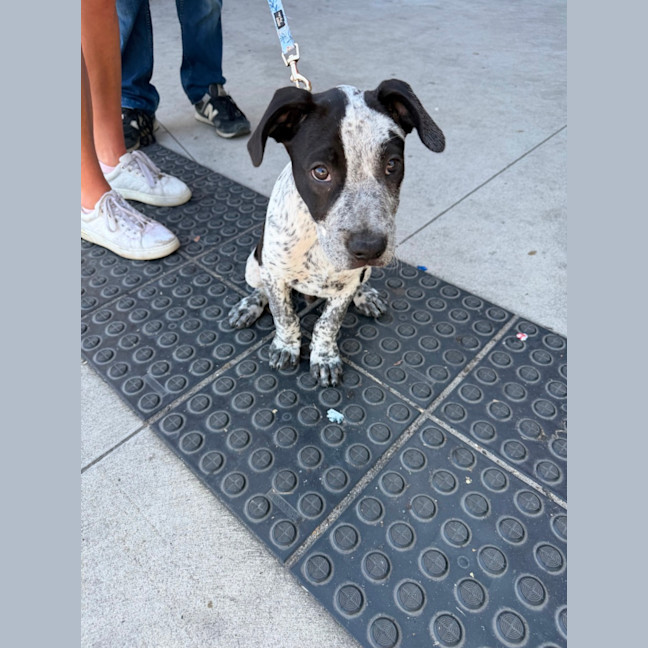 Photo of Tony (Bessie's Puppy)