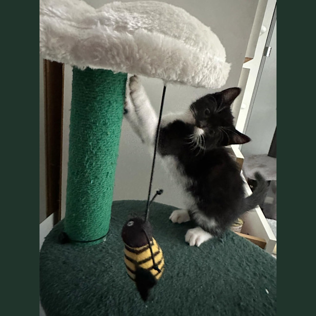 Photo of Checkers