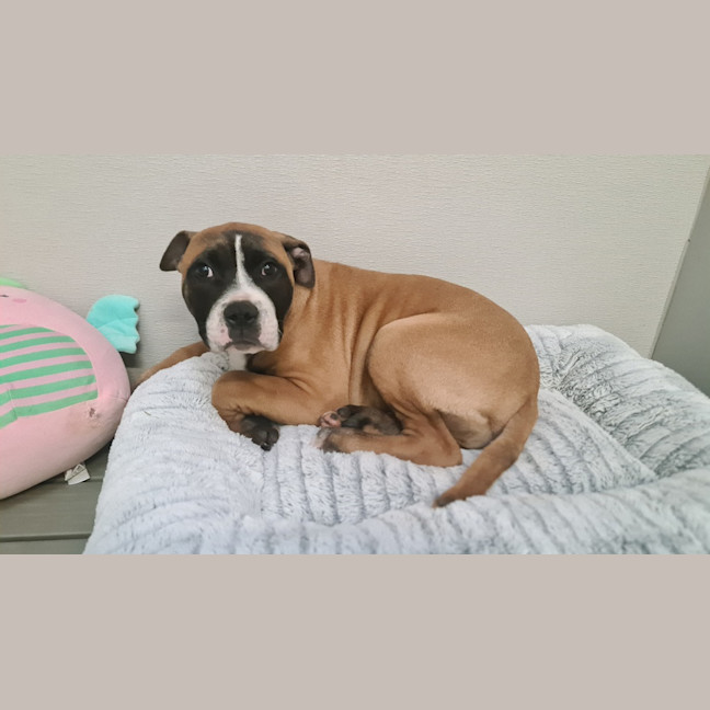 Photo of Frankie