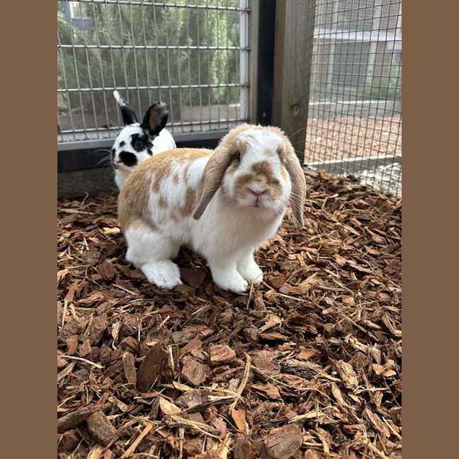 Photo of Bells
