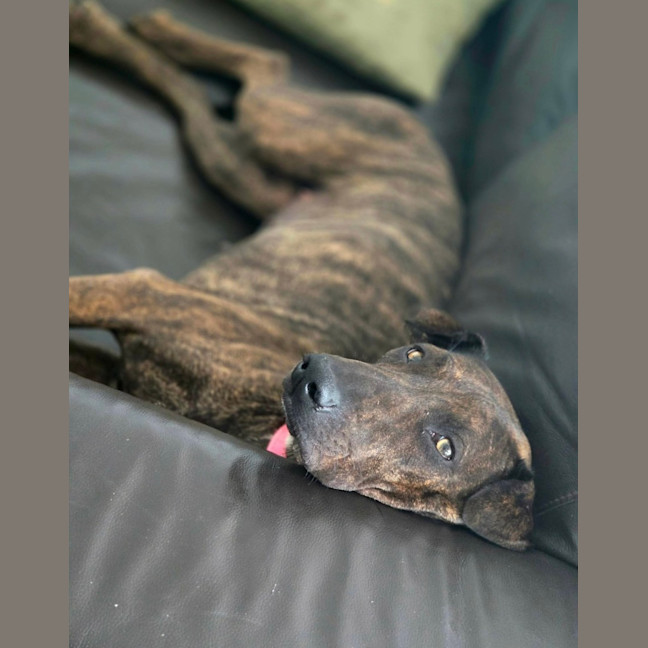Photo of Tillie