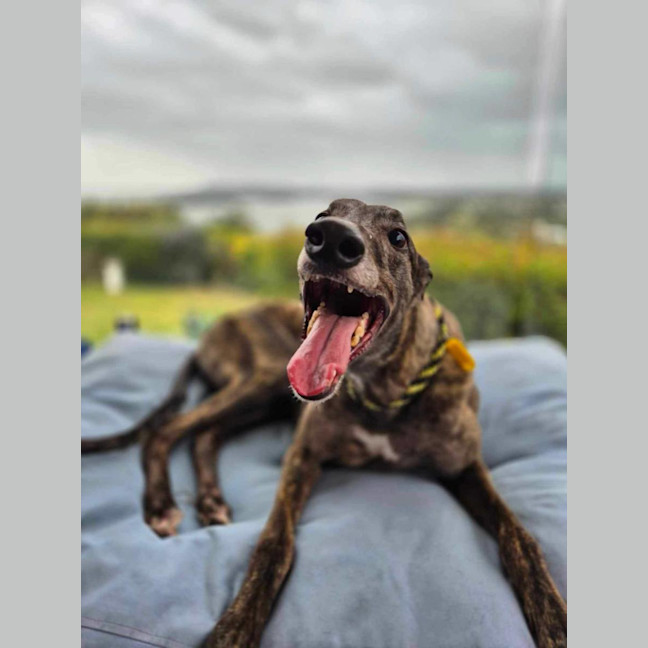 Photo of Dexter, The Brindle Greyhound
