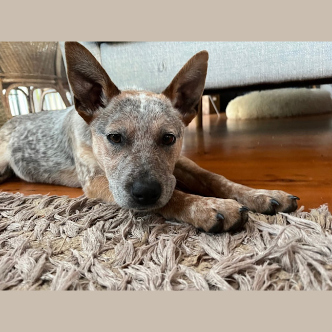 Photo of Luna