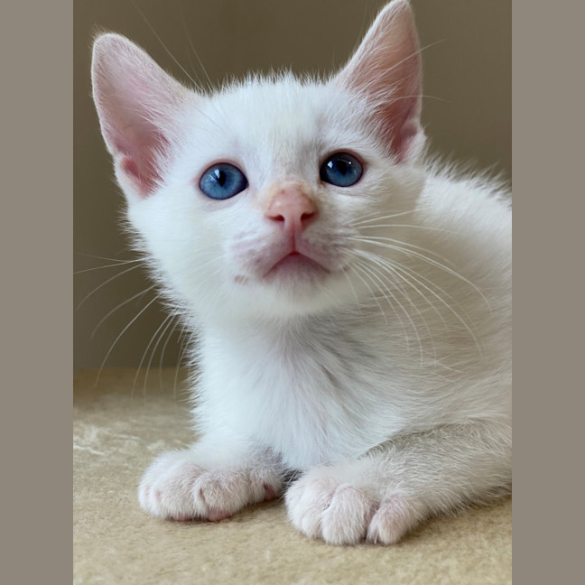 Photo of C1433 Nigel