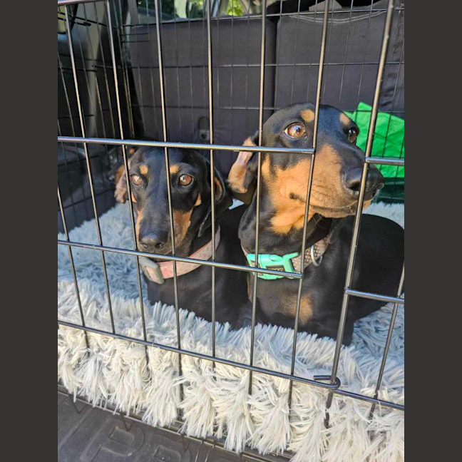 Photo of Frankie Elsie And Willow