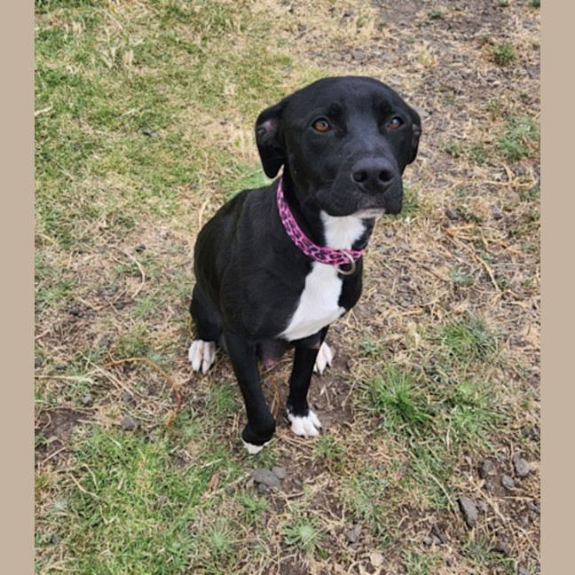 Photo of Stella (64590)