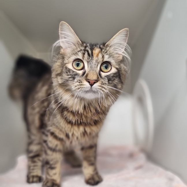 Photo of Poppi