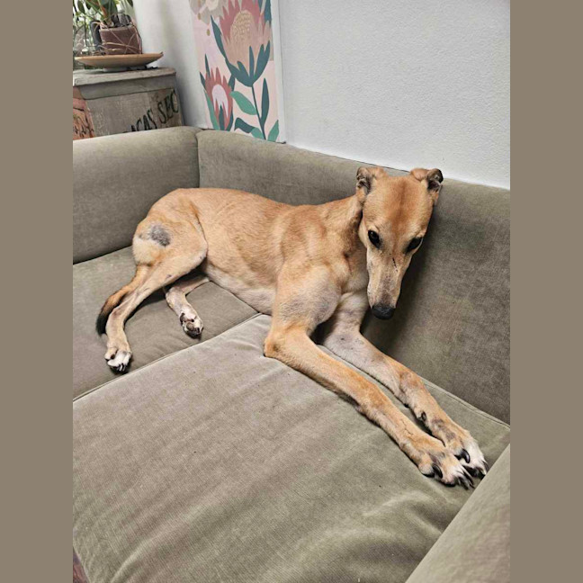 Photo of Ollie, The Greyhound