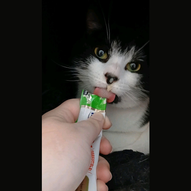 Photo of Ripley 🐾