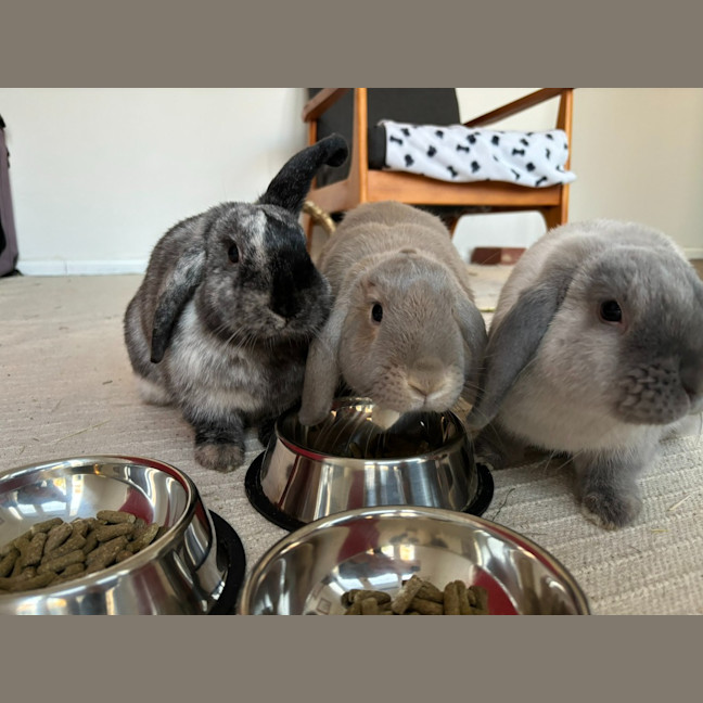 Photo of Celia / Ginger / Bonnie