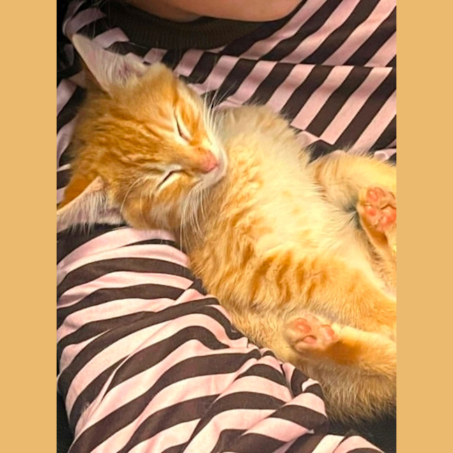 Photo of Wasabi