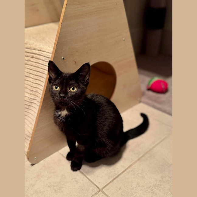 Photo of Mishka