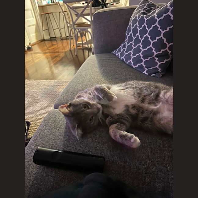 Photo of Louis **2nd Chance Cat Rescue**