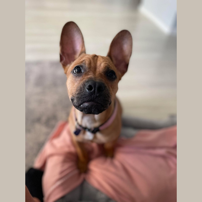 Photo of Pepperoni 
