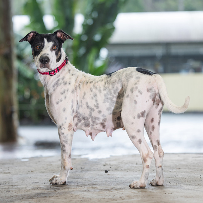 Photo of Patches