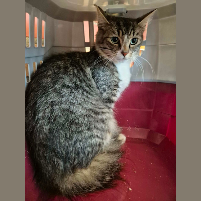 Photo of Darcy! ☘️