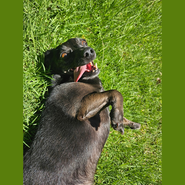Photo of Basil 