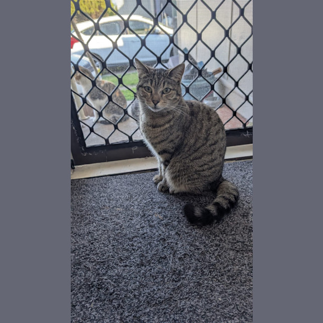 Photo of Misty Tabby