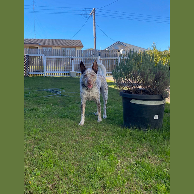 Photo of Willow   5 Year Old Cattle Dog X Kelpie
