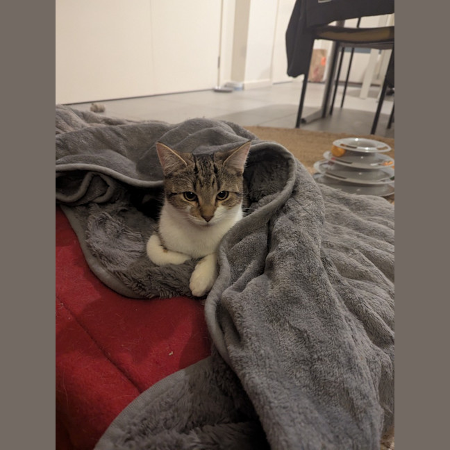 Photo of Dottie Golden