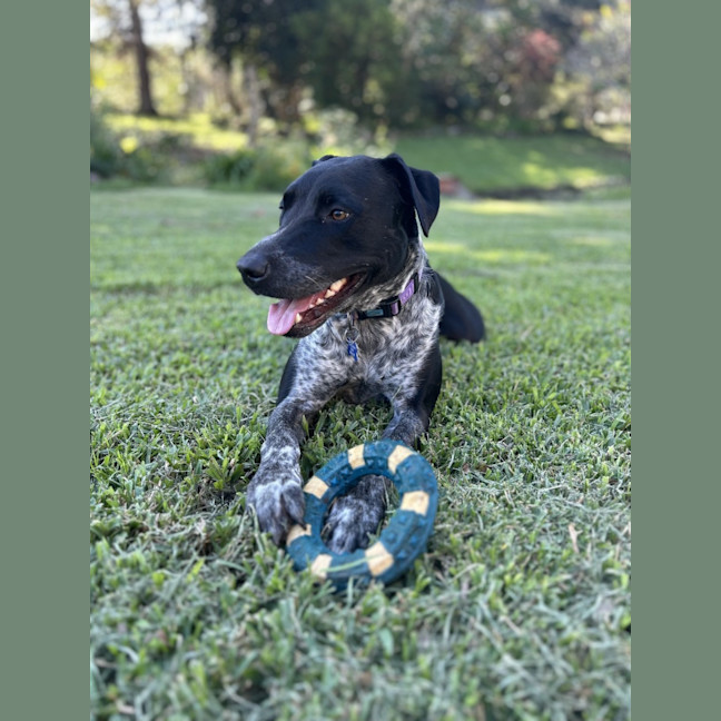 Photo of Archie