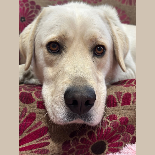 Photo of Orry