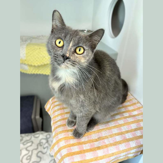 Photo of Princess Sprinkles