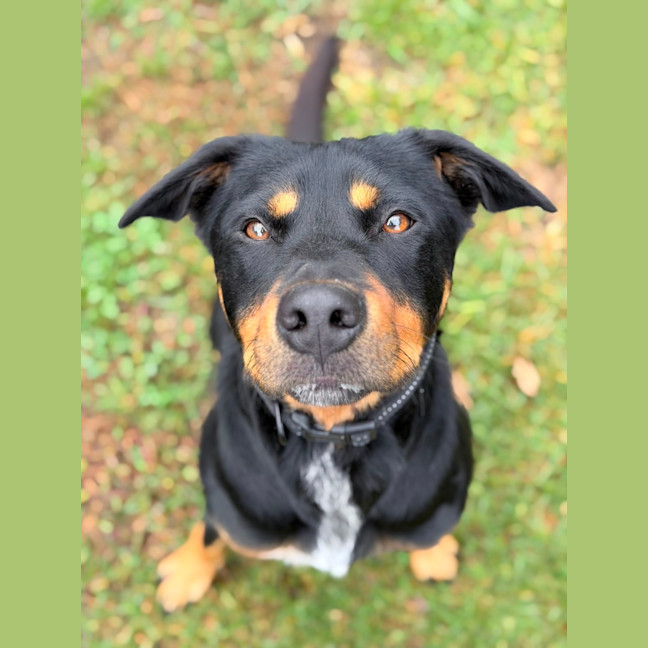 Photo of Bear 
