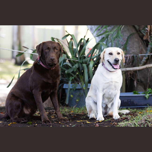 Photo of Cadbury