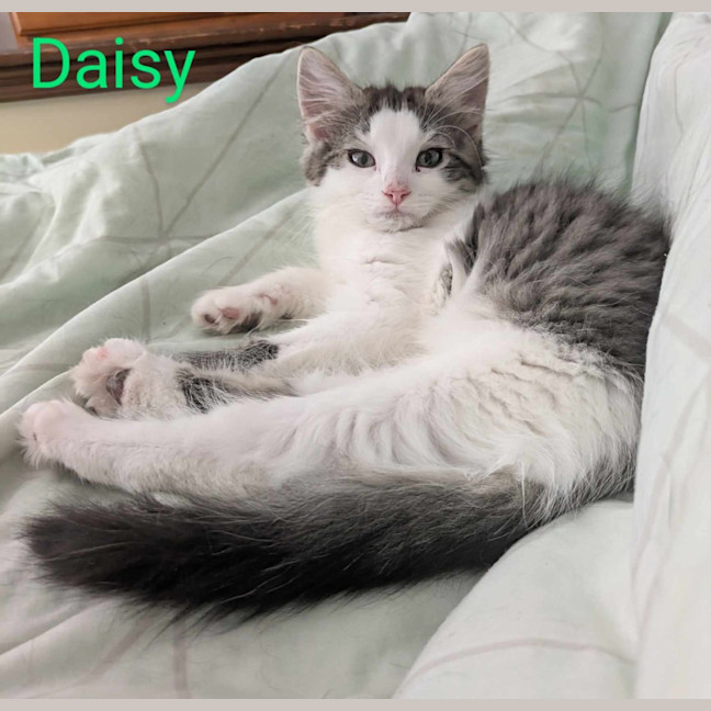 Photo of Daisy