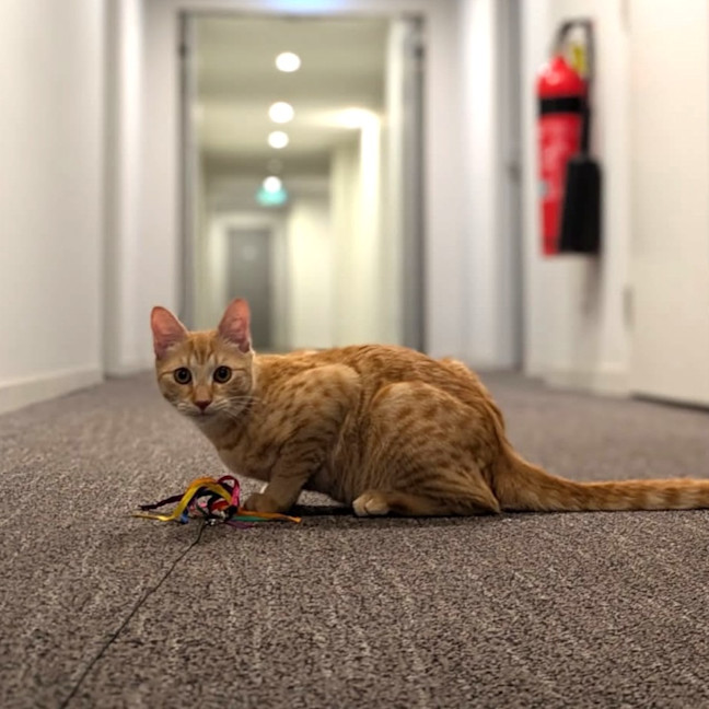 Photo of Cheerio