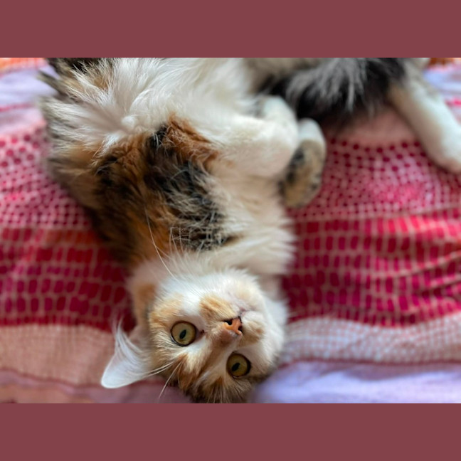 Photo of Tilly   In Foster In Bentleigh East