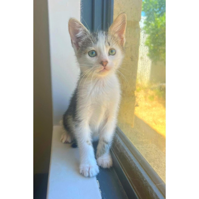 Photo of 11356   Cranberry