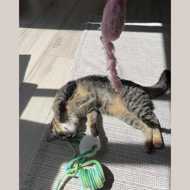 Photo of Minnie   10 Month Old Domestic Short Hair