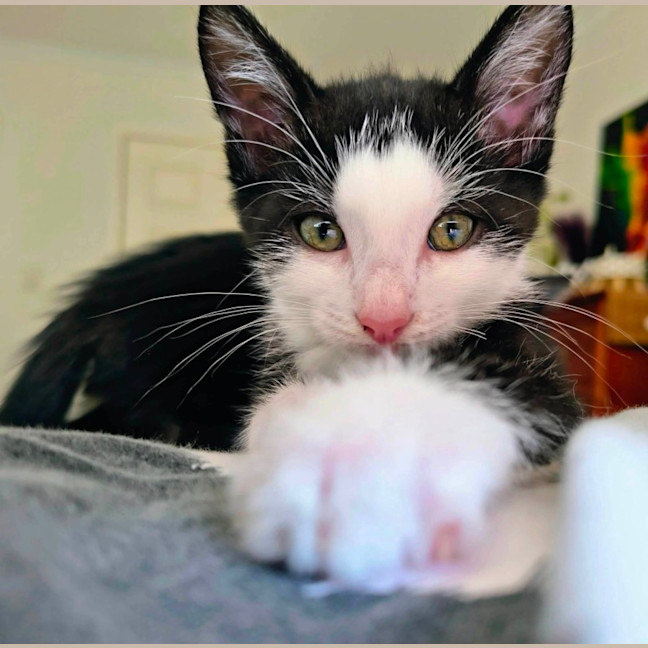 Photo of Whisper 