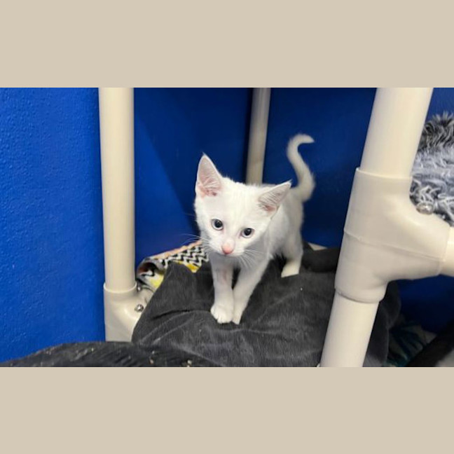 Photo of Marshmellow