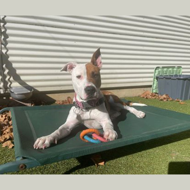 Photo of Nala