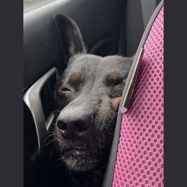 Photo of Buzz