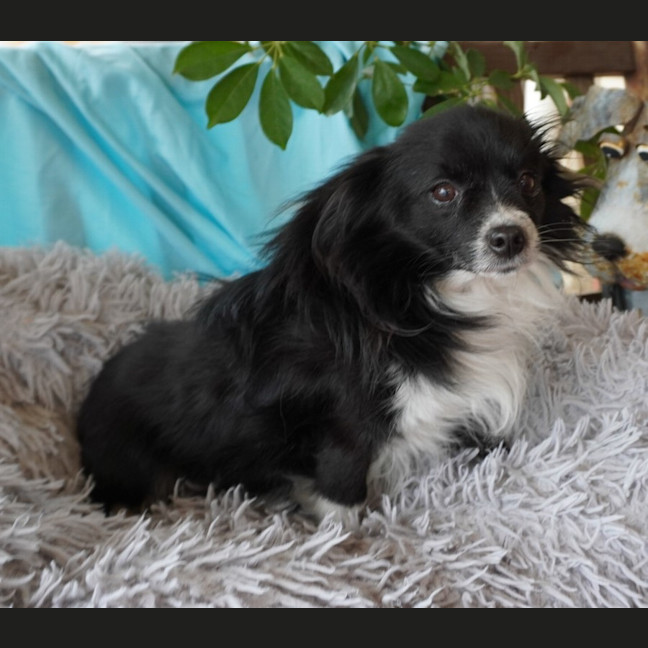 Photo of Banjo Papillon 