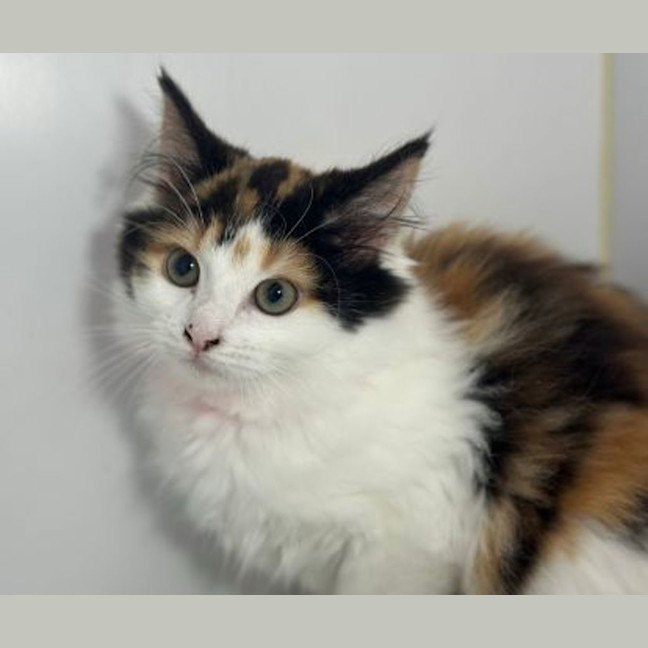 Photo of Freya 