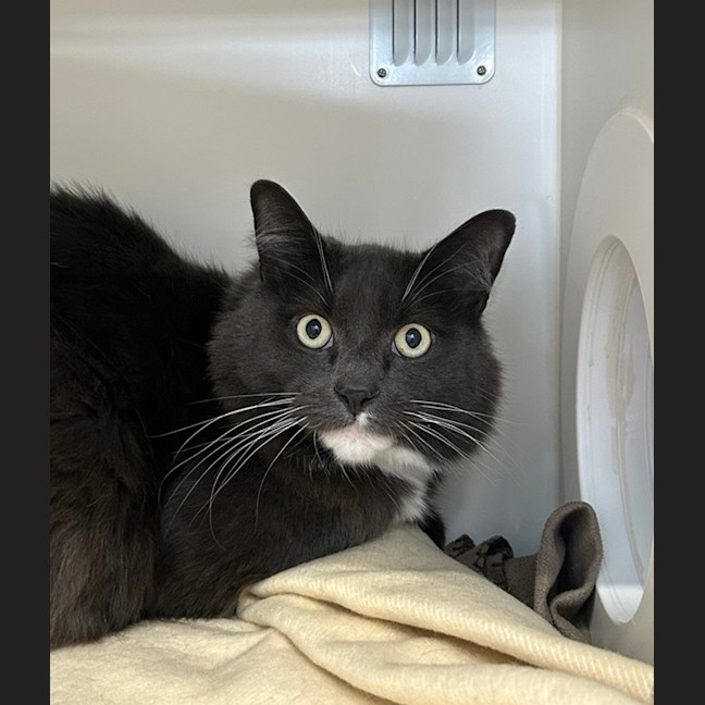 Photo of Cosmo (Bonded To Lunar)