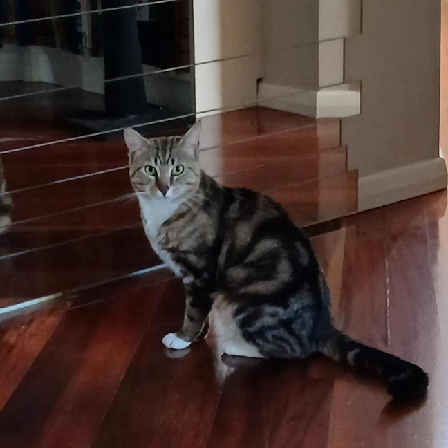 Photo of Millhouse