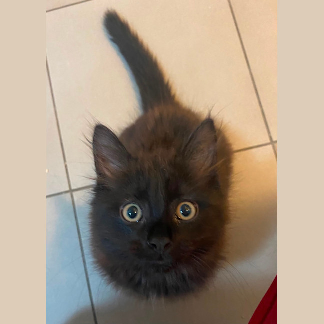 Photo of Hocus **2nd Chance Cat Rescue**