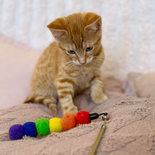 Photo of Ziggy   In Foster Care In Croydon