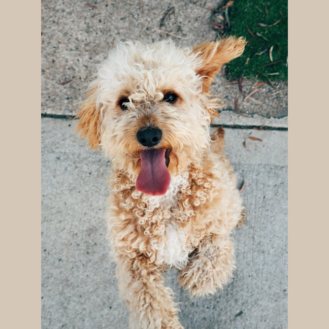 Photo of Harpo