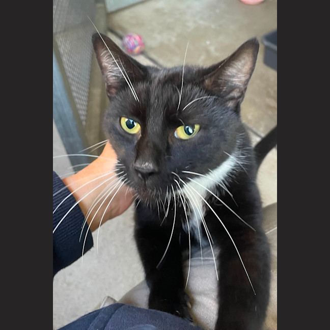 Photo of Shadow