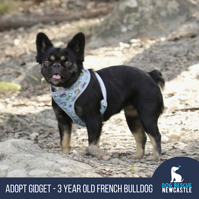 Photo of Gidget   3 Year Old French Bulldog