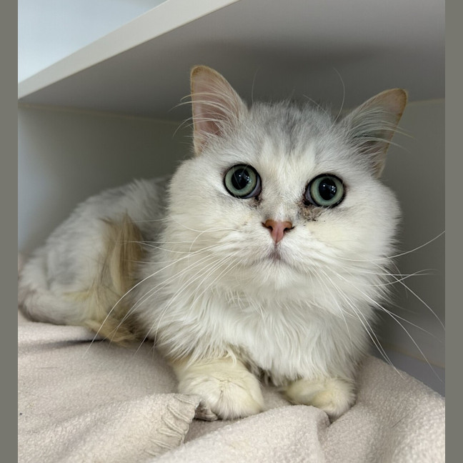 Photo of Leo Polar Bear