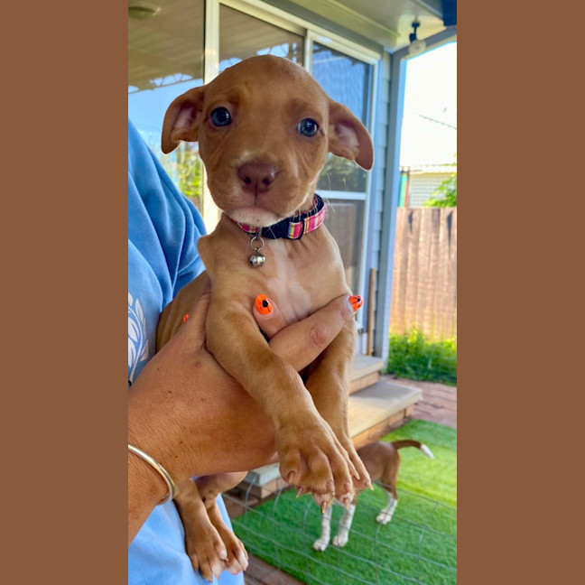 Photo of Willow   10 Week Old Staffy X  (Trial)