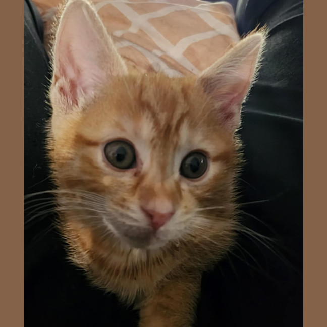 Photo of Carol Meet Me@Petstock Keysborough Store 